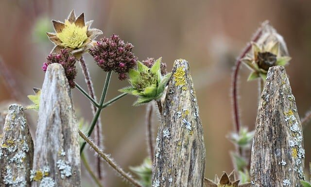 Jaka Motyka do ogrodu?