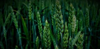 Jakie urządzenie do mielenia orzechów?