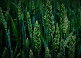 Jakie urządzenie do mielenia orzechów?