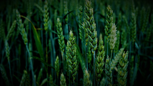 Jakie urządzenie do mielenia orzechów? Jakie urządzenie do mielenia orzechów?