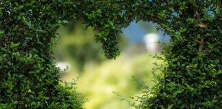 Co to są zielone ściany?