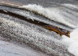 Dlaczego w przewodzie neutralnym nie płynie prąd?