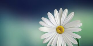 Do czego jest biały smar?