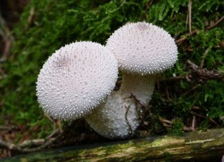 Jak pozbyć się kurzu z paneli?