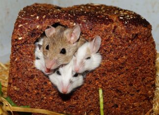 Co zrobić żeby nie było myszy w domu?