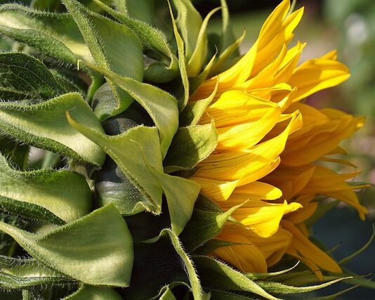 Czy można położyć tapetę na tynk mozaikowy?
