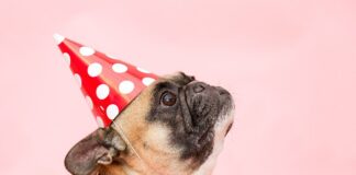 Jaka miotłę miał Harry Potter?