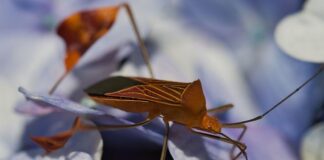 Po czym poznać że w domu są pluskwy?