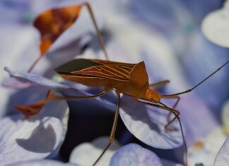 Po czym poznać że w domu są pluskwy?