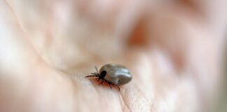 Czy myjka parowa zabija roztocza?