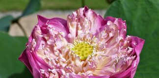 Jak zrobić szklarnie w ogrodzie?