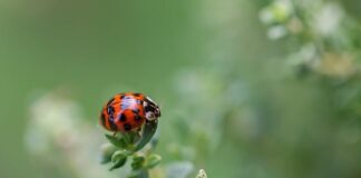 Jak zrobić kropki na ścianie?