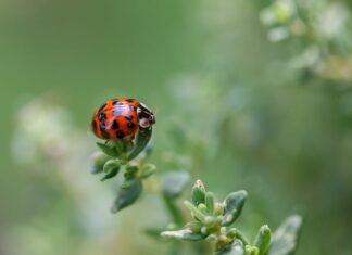 Jak zrobić kropki na ścianie?