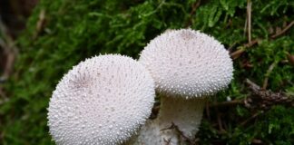 Jak pozbyć się kurzu ze ścian?