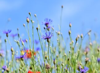 Dlaczego łapie się za guzik przy Kominiarzu?