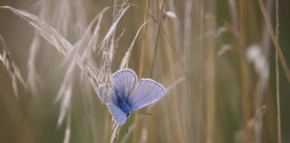 Co to znaczy miską ustępowa?