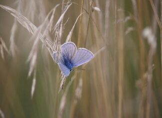 Co to znaczy miską ustępowa?
