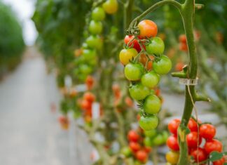 Czy warto kupić szklarnie?