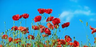 Jak ograniczyć chwasty w ogrodzie?