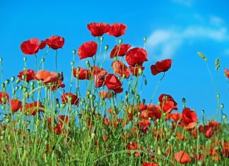 Jak ograniczyć chwasty w ogrodzie?