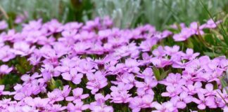 Co można zrobić z mchu?