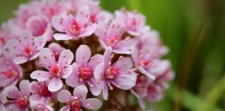 Jakie obroty do tarczy diamentowej?