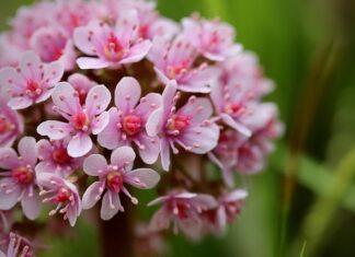 Jakie obroty do tarczy diamentowej?