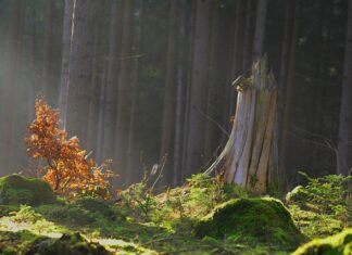 Jak nazywa się enchant na chodzenie po wodzie?