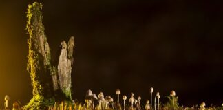 Jakie są rodzaje SDS?