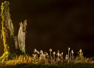 Jakie są rodzaje SDS?