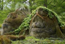 Co zrobić z mchem na trawniku? Co zrobić z mchem na trawniku?