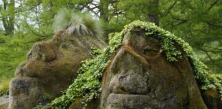 Co zrobić z mchem na trawniku?