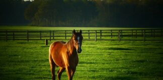 Co można hodować w szklarni na balkonie?