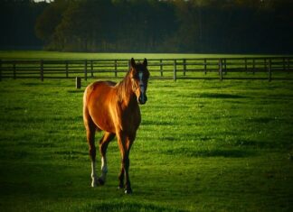 Co można hodować w szklarni na balkonie?