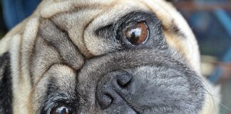 Jak działają mopy parowe?