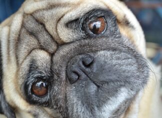 Jak działają mopy parowe?