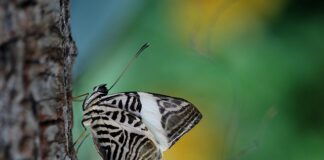 Jak zrobić Mozaikę ze szkła?