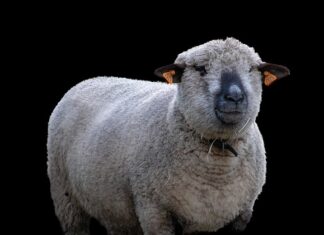 Co można hodować w mini szklarni?