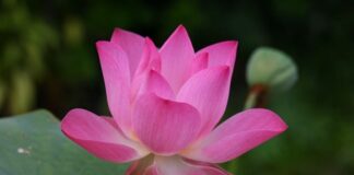 Jak jest po angielsku taśma?