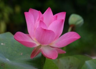 Jak jest po angielsku taśma?