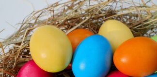 Jak wyglądają jaja tasiemca w kale?