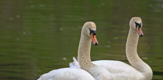 Do czego służy Graca?