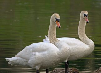 Do czego służy Graca?