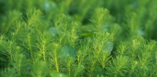 Kto wypełnia PIT-6?