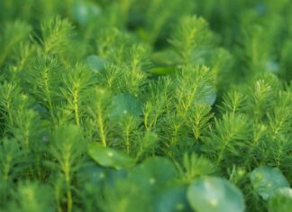 Kto wypełnia PIT-6?