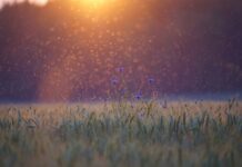 Czy komary przechodzą przez moskitiery?