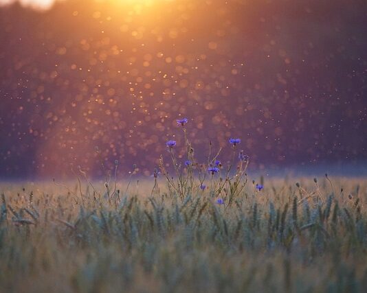 Czy komary przechodzą przez moskitiery?