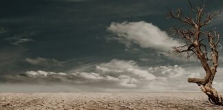 Jak wzbogacić ziemię w szklarni?